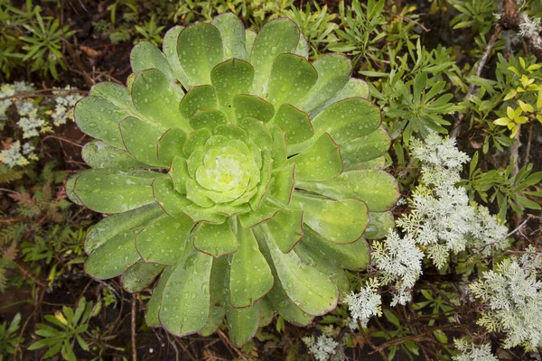 Schöne Botanische Aufnahme Natürliche Tapete — Stockfoto