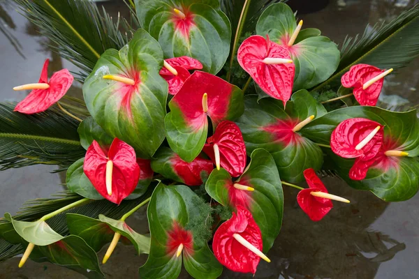 Planta Antúrio Vermelho Vaso Laceleaf Cauda Flamingo Flor — Fotografia de Stock