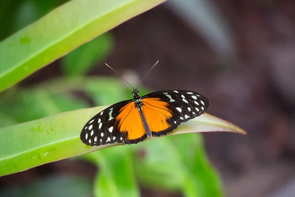 Bela Borboleta Sentado Flor — Fotografia de Stock