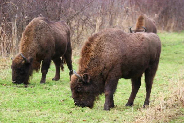 Une Vue Sur Les Bisons Paisibles Pâturant Dans Champ — Photo