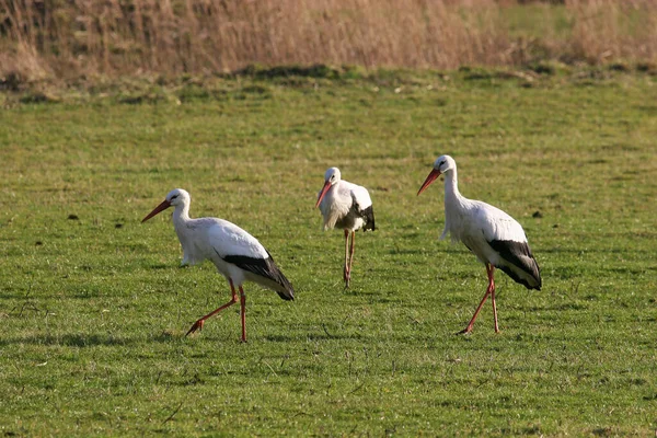 Cigognes Dans Herbe — Photo