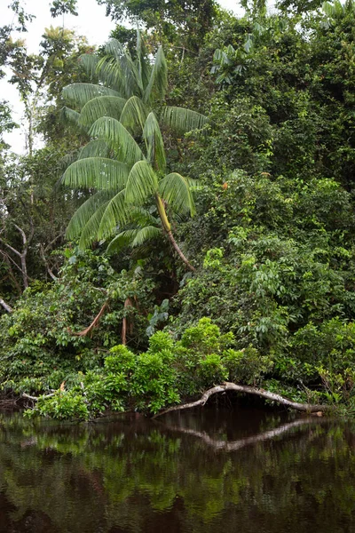 Vegetação Selva Refletindo Água Rio — Fotografia de Stock