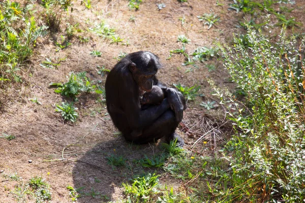 Kayanın Üzerinde Oturan Şirin Bir Şempanzenin Yakın Plan Fotoğrafı — Stok fotoğraf