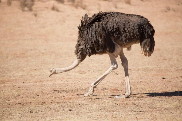 Joven Avestruz Común Struthio Camelus Caminando Juntos Las Llanuras Abiertas — Foto de Stock