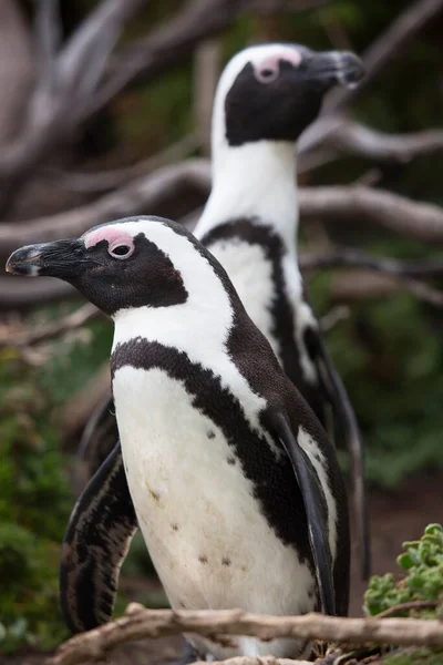 Niedliche Pinguine Meeresstrand — Stockfoto