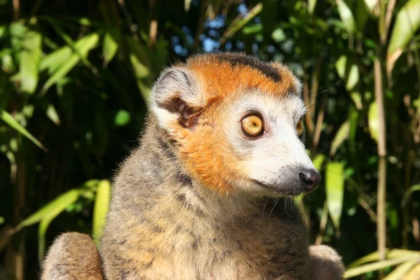 Retrato Macaco Vermelho Bonito — Fotografia de Stock