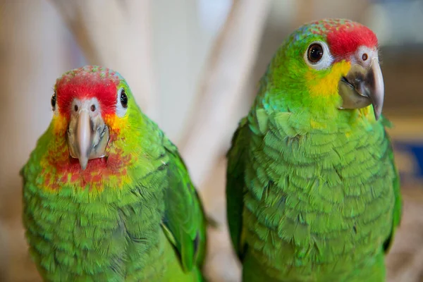 Vista Panorámica Hermosas Aves Loro Naturaleza —  Fotos de Stock