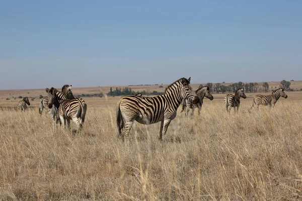 Vista Las Cebras Parque Nacional África — Foto de Stock