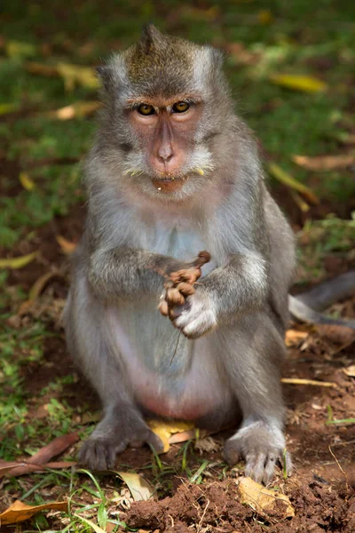 Γλυκιά Μαϊμού Στο Δάσος — Φωτογραφία Αρχείου
