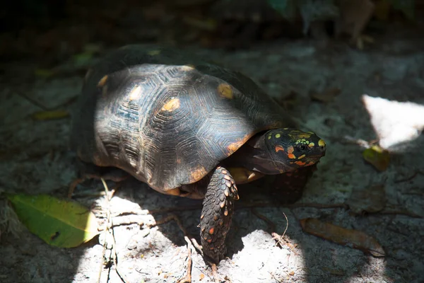 Närbild Skott Sköldpadda Naturlig Miljö — Stockfoto