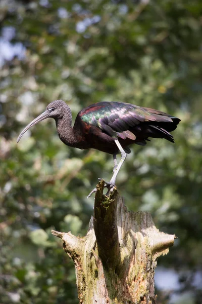 Ibis Brilhante Plegadis Falcinellus Topo Tronco Quebrado Morto — Fotografia de Stock