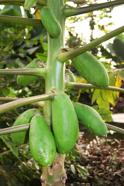 Groene Papaja Boom Met Vruchten — Stockfoto