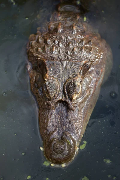 Голова Крокодила Животное Хищник Рептилия — стоковое фото