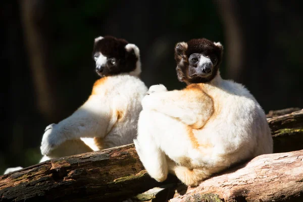 Lémuriens Mignons Blancs Dans Zoo — Photo