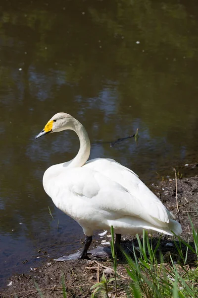 Witte Zwaan Het Meer — Stockfoto