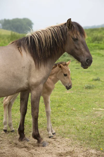 Free Roaming Wilde Konik Paarden Langs Rivieroever Dijken Moeder Liefde — Stockfoto