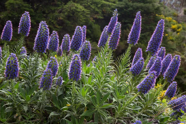 大蓝花头的骄傲 马德拉 Echium Candicans — 图库照片