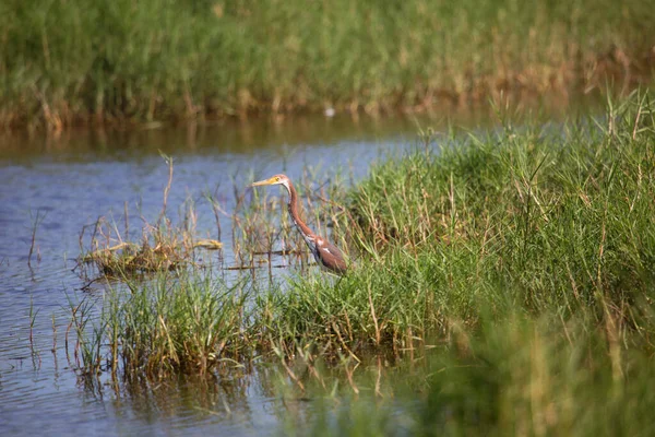 Ein Silberreiher Wasser — Stockfoto