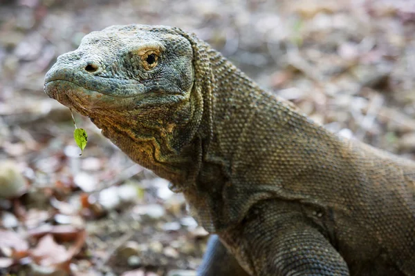 Close Tiro Dragão Komodo Habitat Natural — Fotografia de Stock