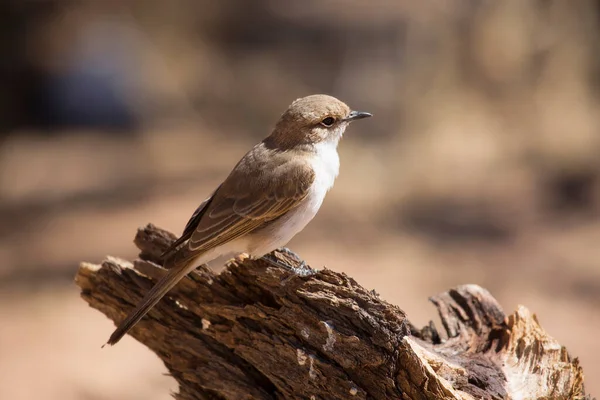 Marico Mariqua Flycatcher Melaenornis Mariquensis —  Fotos de Stock