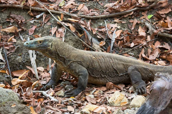 コモドドラゴンのショットを自然の生息地で閉じます — ストック写真