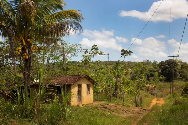 熱帯緑に囲まれた小屋 — ストック写真