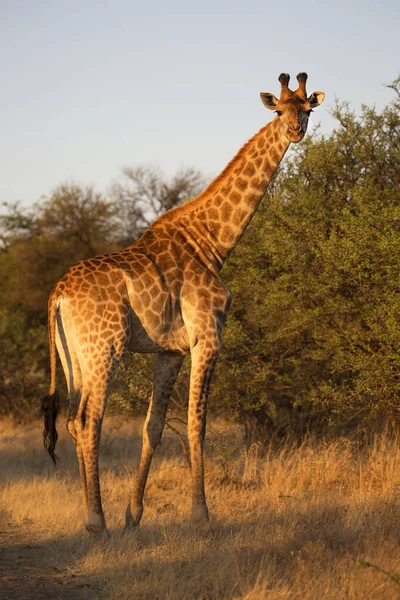 Kilátás Zsiráf Vadon Élő Állatok Afrika — Stock Fotó