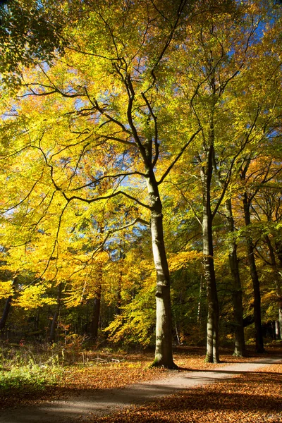 Höst Landskap Med Färgglada Träd — Stockfoto