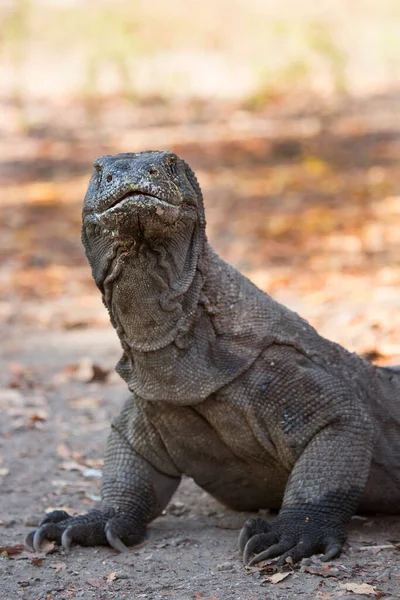 Close Shot Komodo Dragon Natural Habitat — Stock Photo, Image