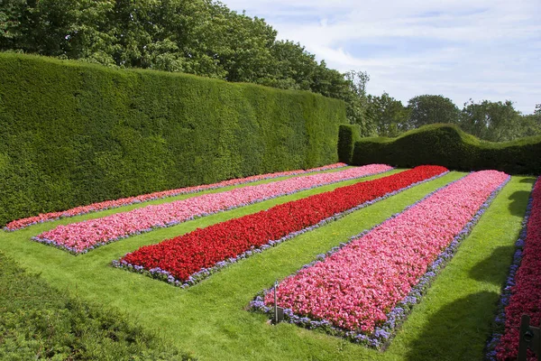 Vackra Blommor Som Växer Sommarträdgården — Stockfoto