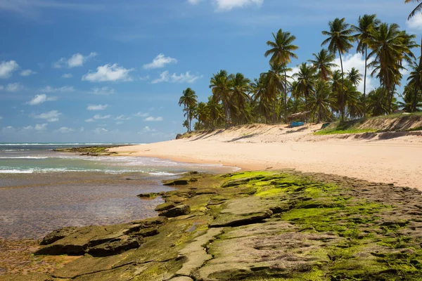 Zon Zee Palmbomen Zand Een Verlaten Ongerept Tropisch Strand — Stockfoto