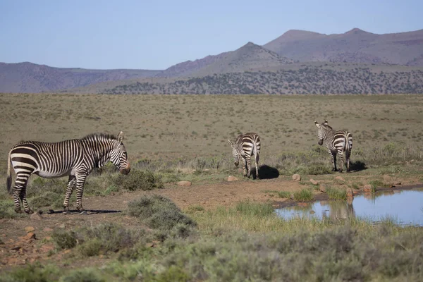 Manada Zebras Planícies Descansando Campo Grama Aberta Uma Paisagem Terras — Fotografia de Stock
