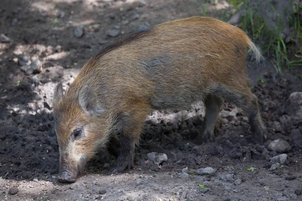 Tiro Perto Porco Marrom Procura Comida — Fotografia de Stock