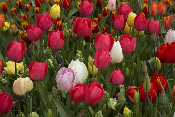 Piękne Kolorowe Tulipany Polu — Zdjęcie stockowe