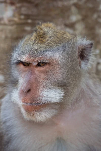 Krab Eten Lange Staart Makaak Macaca Fascicularis Ontspannen Observeren Van — Stockfoto