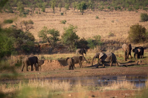Afričtí Savanští Sloni Dávají Koupel Hrají Stříkají Vodou Bahnem — Stock fotografie