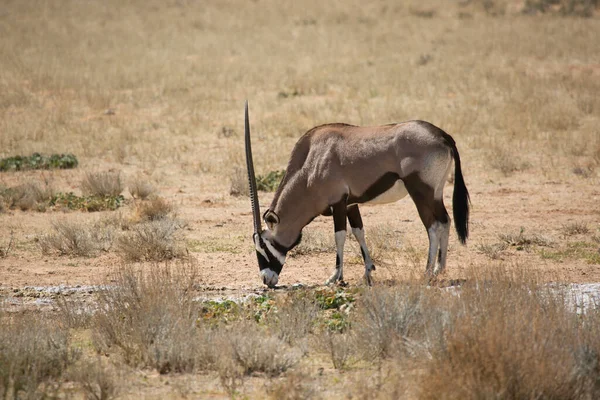 一群刺猬或南非羚羊 Oryx Gazella 在卡拉哈里沙漠的干草上散步和放牧 — 图库照片