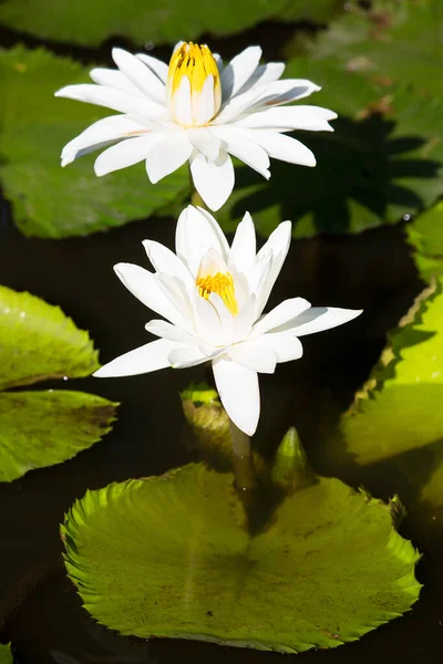 Belas Flores Lótus Branco Lagoa — Fotografia de Stock