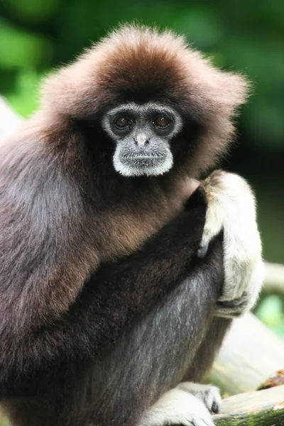 Egy Közelkép Egy Aranyos Csimpánzról — Stock Fotó