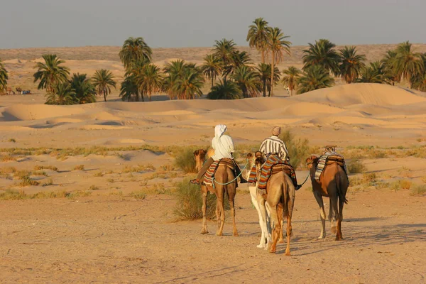 Vista Gente Montando Camellos Desierto —  Fotos de Stock