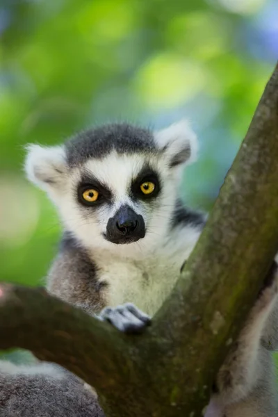 Lemur Catta Mirando Hacia Arriba —  Fotos de Stock