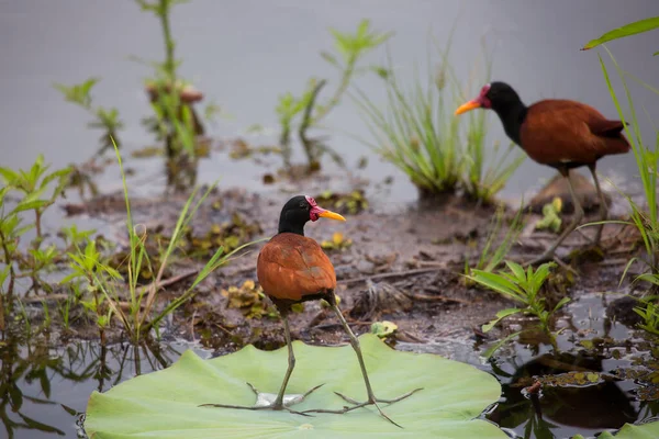Hermosas Aves Agua —  Fotos de Stock