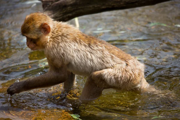 幼小的Barbary Macaque或Ape Macaca Sylvanus 又名Magot 在浅水附近和浅水中玩耍 — 图库照片