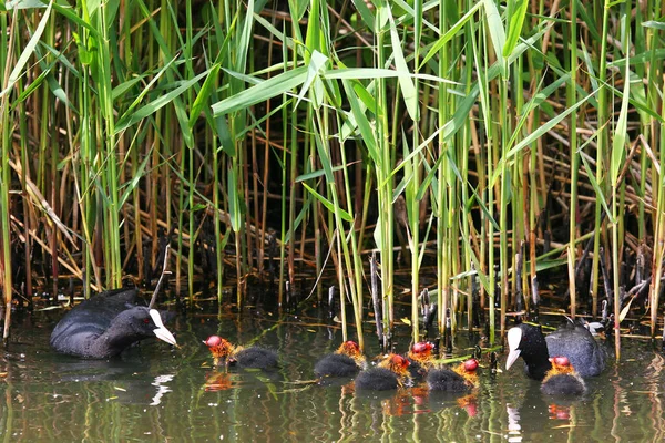 Patos Água — Fotografia de Stock