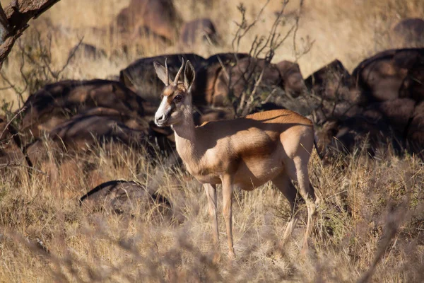 Springbok Antidorcas Marsupialis Caminhadas Pastagens Nas Pradarias Secas Deserto — Fotografia de Stock