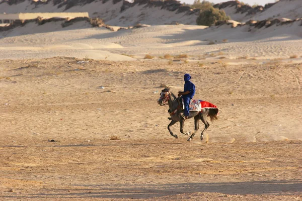 Hommes Avec Des Chevaux Arabes Dans Désert — Photo