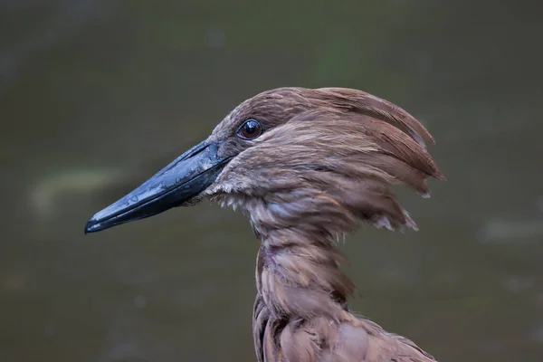 Zblízka Ptáka — Stock fotografie