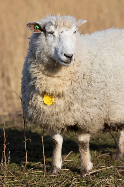 Yakın Çekim Güzel Bir Koyun — Stok fotoğraf