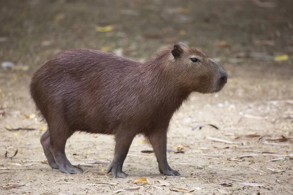 Capybara Περπάτημα Στο Έδαφος — Φωτογραφία Αρχείου