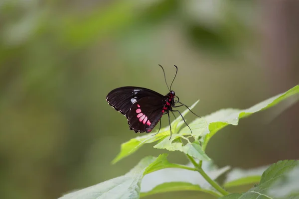 Bela Borboleta Sentado Flor — Fotografia de Stock